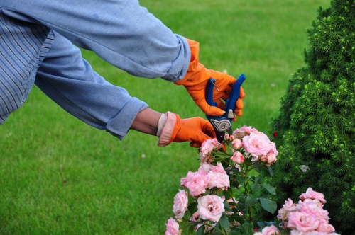 Lawn maintenance tools for Raynespark turf care